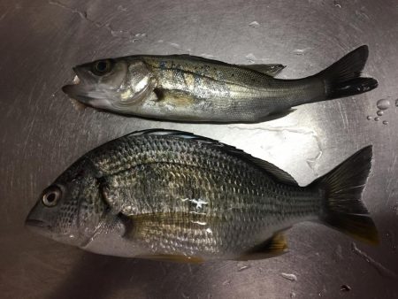 ハゼ、アナゴ釣り
