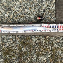 ワインド太刀魚