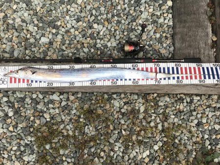 ワインド太刀魚