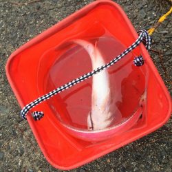 タチウオ、イシモチ