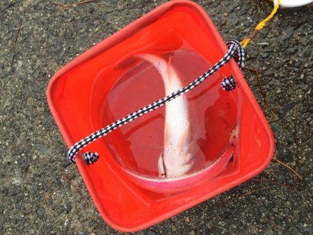 タチウオ、イシモチ