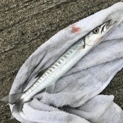 メッキ調査撃沈！