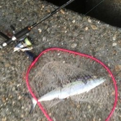 潮が動かんとキツイな〜！