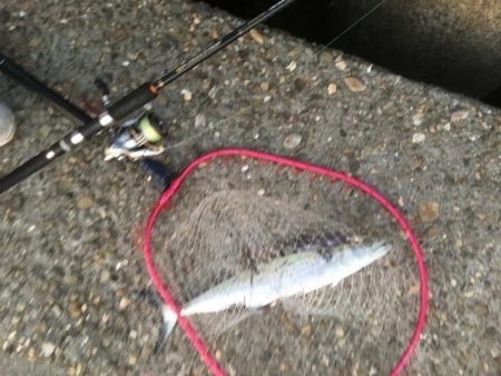 潮が動かんとキツイな〜！