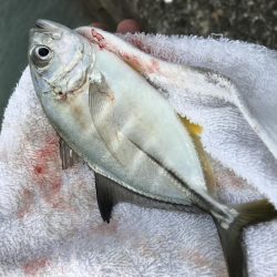 昼練メッキ南下ver.