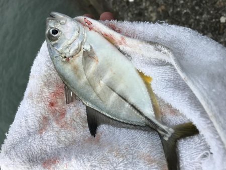 昼練メッキ南下ver.