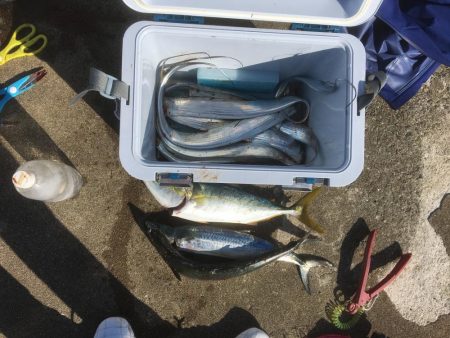 青物ハンティング♫