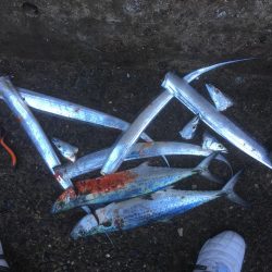 強風の中朝練♫