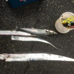 ドラゴンゲット♫