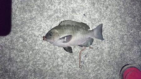 タチウオつれず、グレが。