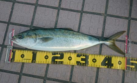 ハマチゲット！