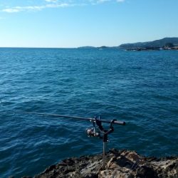 アオリイカ調査