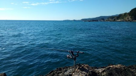 アオリイカ調査