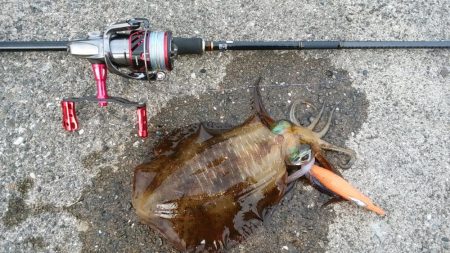 秋イカのサイズも成長してきた感じ