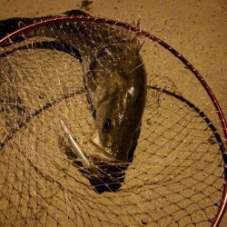 初ランカーゲット