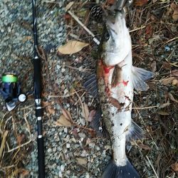 シーバス祭り！