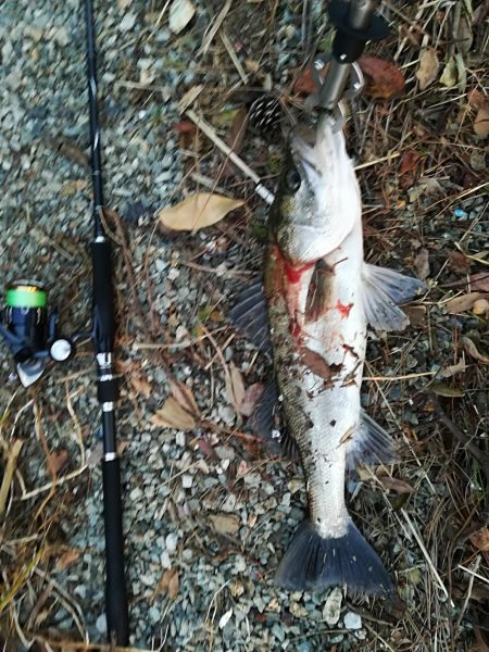 シーバス祭り！