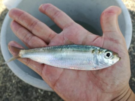 餌なしサビキでサッパ釣り