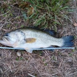 バーベキュー&バス釣り