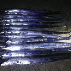 ジグでタチウオ好調！