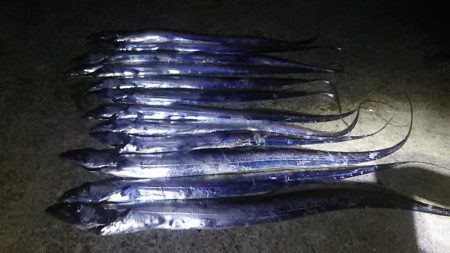 ジグでタチウオ好調！