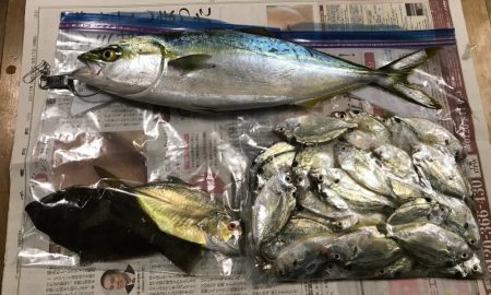 そこそこの釣果