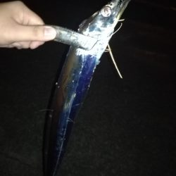 ショアジギタチウオ！