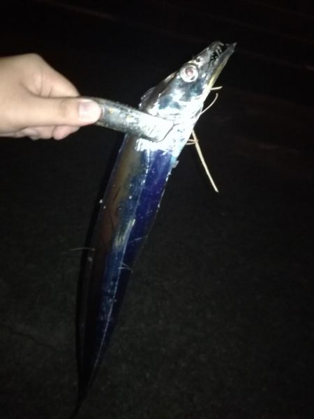 ショアジギタチウオ！