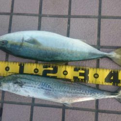 ハマチにサゴシ