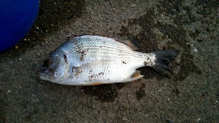 ちょー寒かったけどぶっこみ釣り