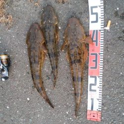 ナイトアジ＆デイマゴチ