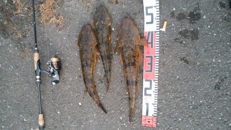 ナイトアジ＆デイマゴチ