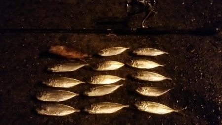 ナイトアジング　豆アジちゃん