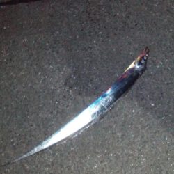 タチウオ＆アジング