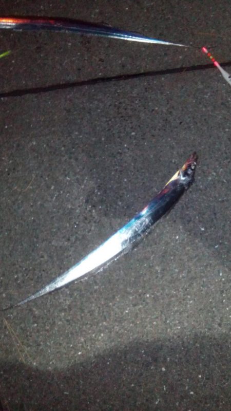 タチウオ＆アジング