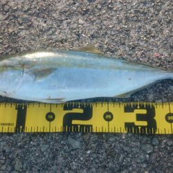 荒れ気味でもハマチゲット!