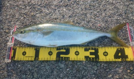 荒れ気味でもハマチゲット！