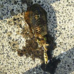 アオリイカエギング