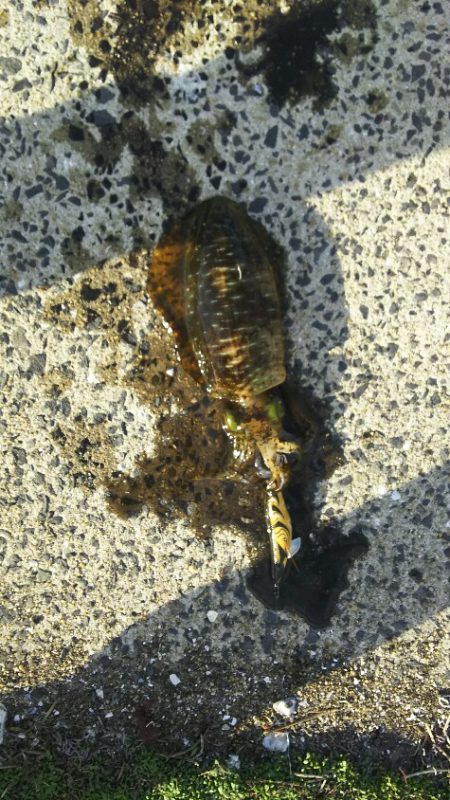 アオリイカエギング