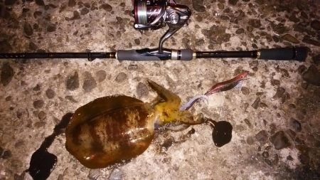 深夜から夕方まで休憩とりながら各所ランガン…