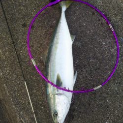 ホクシン前にてメジロ