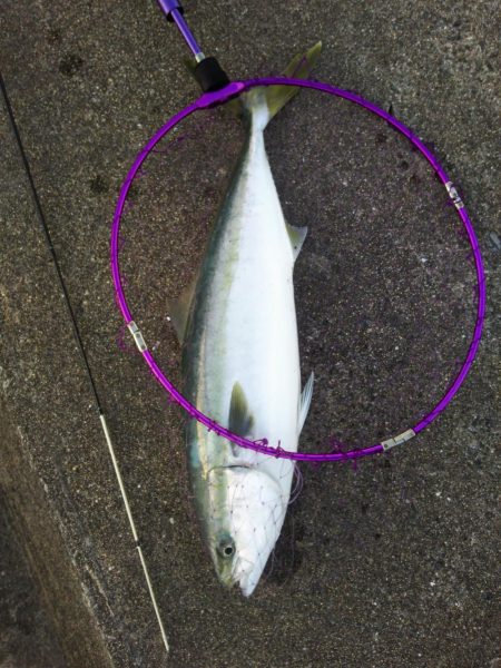 ホクシン前にてメジロ