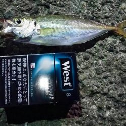 まだまだなんとかアジング