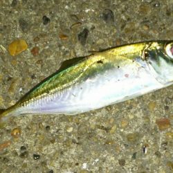 激渋アジング調査