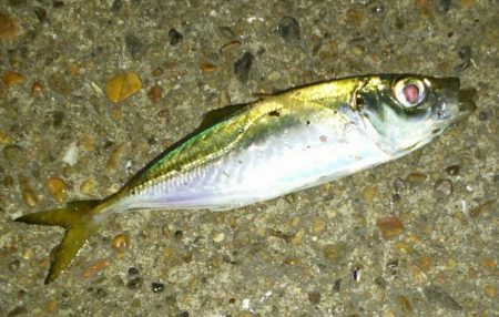 激渋アジング調査