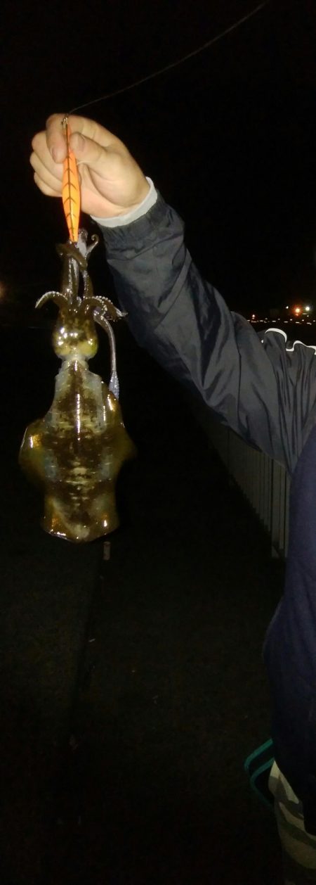 ナイトエギング