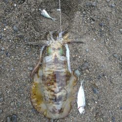 先週のリベンジ