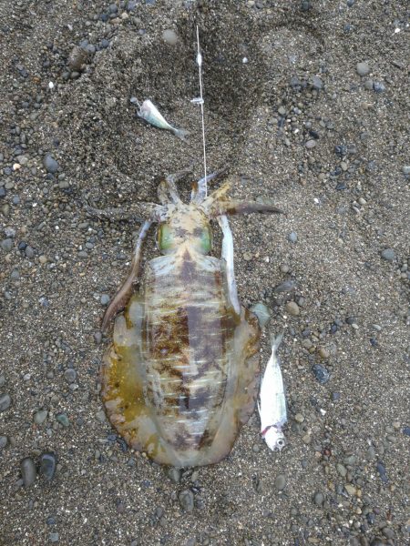 先週のリベンジ