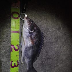 いつものポイントで、初チヌ!