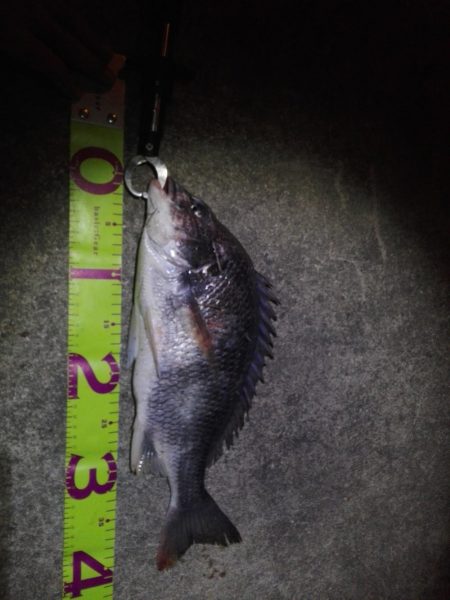 いつものポイントで、初チヌ!